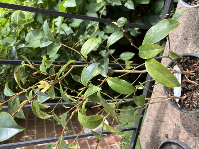 M. figo plant.jpeg